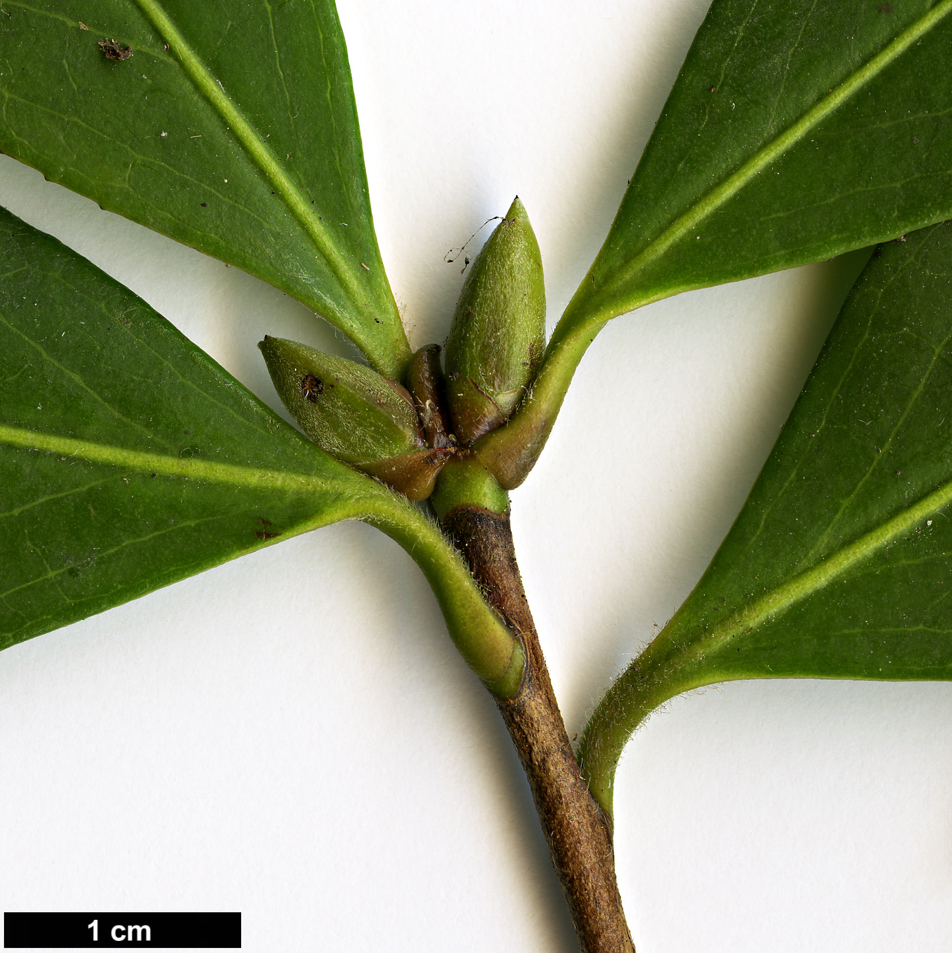 High resolution image: Family: Theaceae - Genus: Camellia - Taxon: ×williamsii (C.japonica × C.saluenensis)